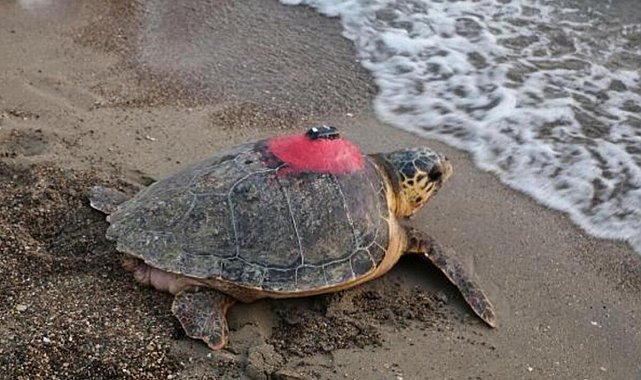 Caretta caretta 'Tuba'yı 8 milyon kişi izledi
