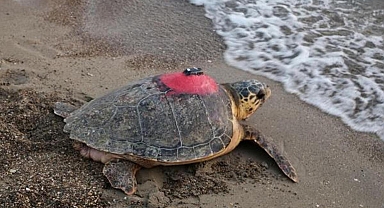 Caretta caretta 'Tuba'yı 8 milyon kişi izledi
