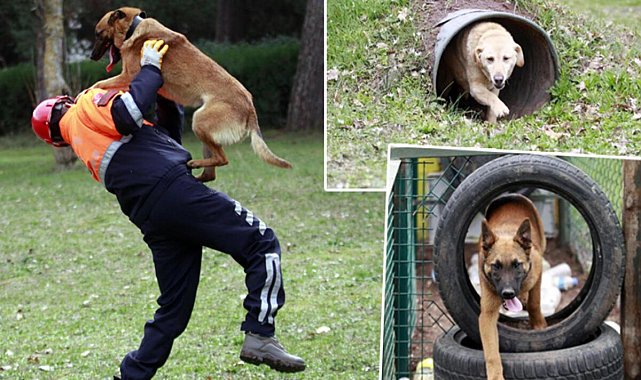 Depremde 78 kişiyi kurtaran köpeklerin branşlarını, askeri heyet belirliyor