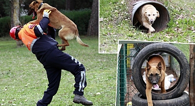 Depremde 78 kişiyi kurtaran köpeklerin branşlarını, askeri heyet belirliyor