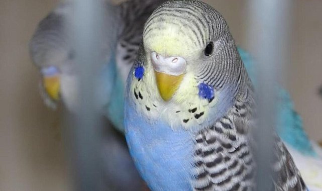 Depremi haber verdiğine inanılıyor... Ötücü kuşlara yoğun ilgi