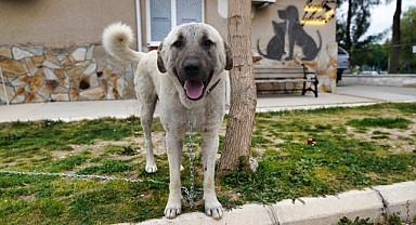 DEPREMZEDE KÖPEK İZMİR GAZİEMİR’DE YAŞAYACAK