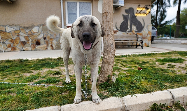 DEPREMZEDE KÖPEK  İZMİR GAZİEMİR’DE YAŞAYACAK