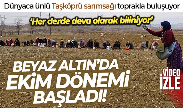 Dünyaca ünlü Taşköprü sarımsağı toprakla buluşuyor