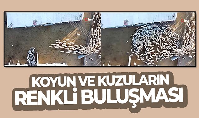 Elazığ'da koyun ve kuzuların renkli buluşması
