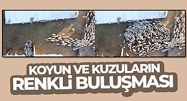 Elazığ'da koyun ve kuzuların renkli buluşması