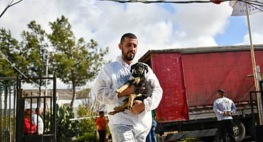 Enkazdan kurtarılan köpekler Muratpaşa’da tedavide