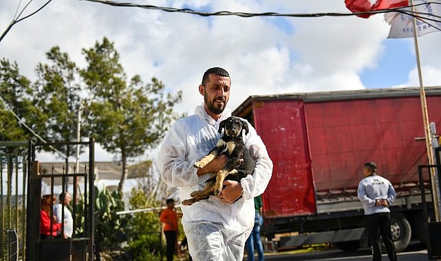 Enkazdan kurtarılan köpekler Muratpaşa’da tedavide