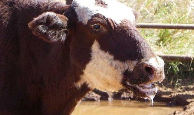 Hayvan pazarları kapalı mı? Hangi illerde şap hastalığı var, insanlara bulaşıyor mu? İşte şap hastalığı belirtileri...