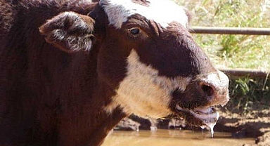 Hayvan pazarları kapalı mı? Hangi illerde şap hastalığı var, insanlara bulaşıyor mu? İşte şap hastalığı belirtileri...