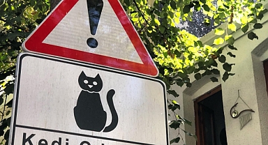 Ne istediniz kedilerden