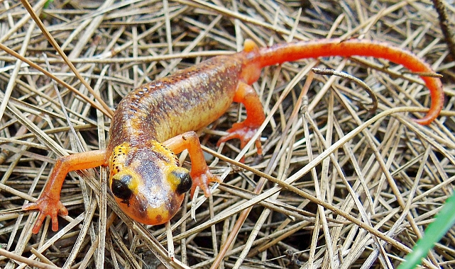 Tehdit altındaki türler için çalıştay