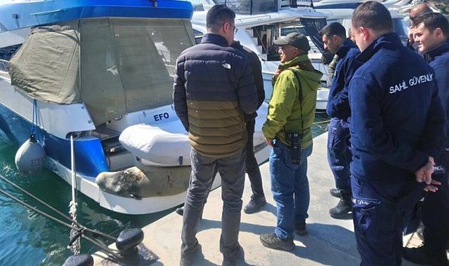 Türkiye'de sadece 100 tane var! Didim'de Akdeniz foku tekneye çıktı