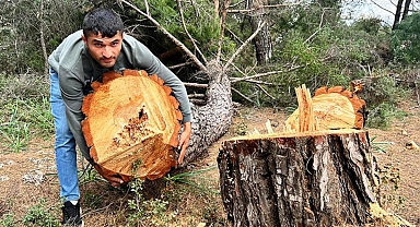Yarım asırlık çam ağaçlarını kesip kaçtılar
