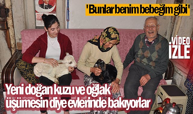 Yeni doğan kuzu ve oğlak üşümesin diye evlerinde bakıyorlar