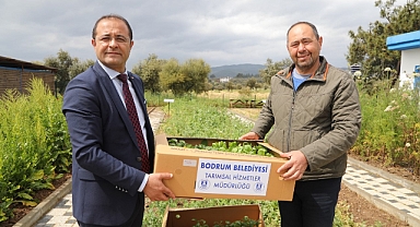 BODRUM BELEDİYESİ, 350 BİN FİDEYİ ÜRETİCİYLE BULUŞTURDU
