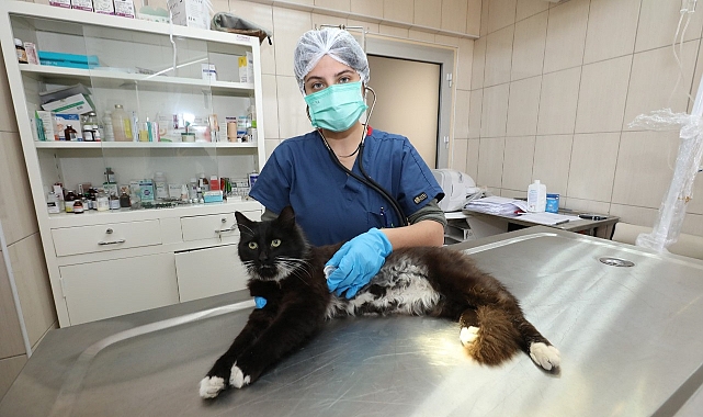 Gaziemir’de 21 bin 940 hayvana veteriner sağlık hizmeti