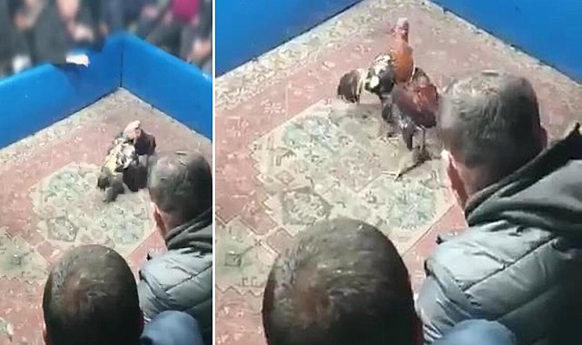 Hayvanları koruma derneğine horoz dövüşü baskını