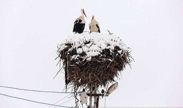 Leyleklere kar sürprizi