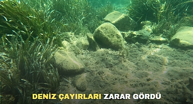 DENİZ ÇAYIRLARI ZARAR GÖRDÜ