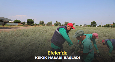 EFELER'DE KEKİK HASADI BAŞLADI