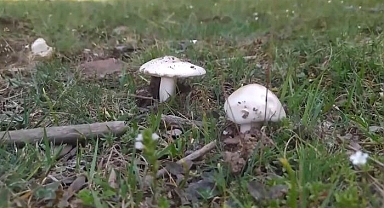 5 kişilik aile mantardan zehirlendi! 46 yaşında kadın entübe edildi