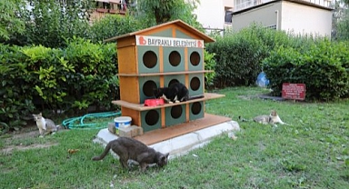 Bayraklı Belediyesi'nden can dostlara mama ve su desteği
