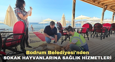 Bodrum Belediyesi'nden SOKAK HAYVANLARINA SAĞLIK HİZMETLERİ