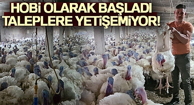 Hobi olarak başladığı hindi yetiştiriciliğinde taleplere yetişemiyor