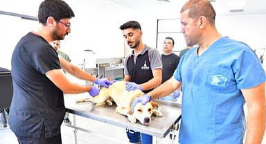 İzmir’de bir yılda 25 bin kedi ve köpek kısırlaştırıldı