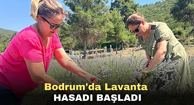 Bodrum'da Lavanta Hasadı Başladı
