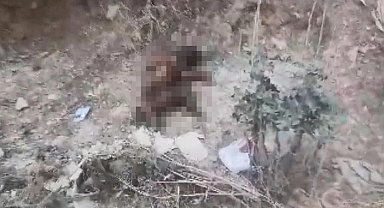 Bursa'da vahşet! Ayaklarını kestikleri yavru köpeği yakıp yol kenarına attılar
