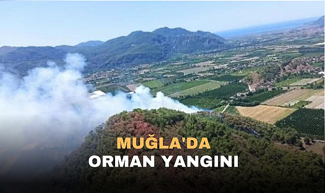 Muğla'da orman yangını