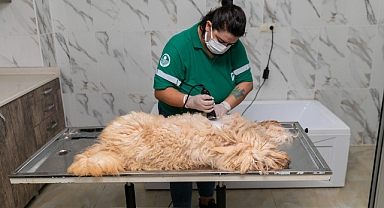 MERSİN BÜYÜKŞEHİR’İN PET KUAFÖRÜYLE CAN DOSTLAR TERTEMİZ