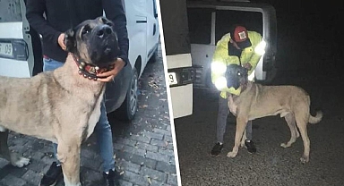 İhbar üzerine polisler harekete geçti! Köpek dövüştürenlere baskın: Çok sayıda gözaltı