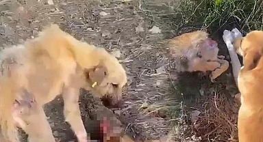 Görüntüler dehşete düşürmüştü! 'Aç kalan köpekler birbirini yedi' iddiasına inceleme