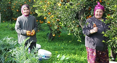 BODRUM MANDALİNİ ZİNCİR MARKETLERDE