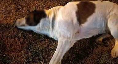 İzmir'de 11 köpek zehirlenerek öldürüldü! Soruşturma başlatıldı
