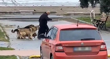 Samsun'da köpeklerin vatandaşa saldırma anı kamerada