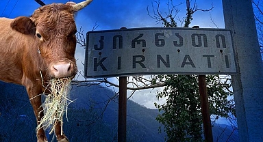 Türkiye-Gürcistan sınırında firari inek alarmı... Sahibini bulmak için seferber oldular