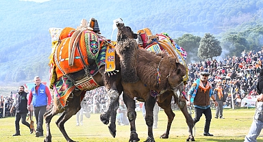 Torbalı Deve Güreşi Festivali: Pehlivan Develer Arenada Buluştu, Binlerce Kişi Katıldı