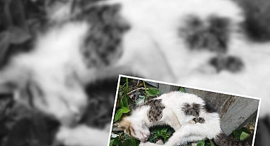 Trabzon'da duvara fırlatıp kediyi öldürmüştü! İstenen ceza belli oldu