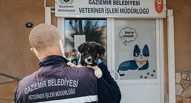 Gaziemir Belediyesi Veteriner İşlerinde Üstün Başarıya İmza Attı