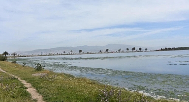 İnciraltı Çakalburnu Dalyanı'nda Deniz Marulu Tehdidi