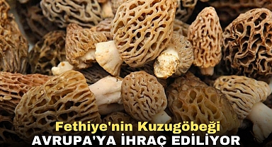 Fethiye'nin Kuzugöbeği Avrupa'ya İhraç Ediliyor