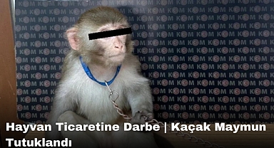 Hayvan Ticaretine Darbe | Kaçak Maymun Tutuklandı