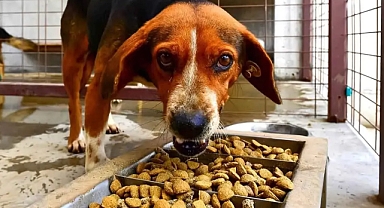 İzmir sokak hayvanlarını kısırlaştırıyor