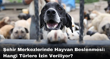 Şehir Merkezlerinde Hayvan Beslenmesi: Hangi Türlere İzin Veriliyor?