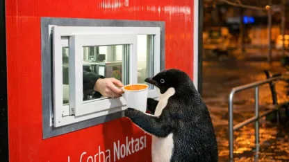 Bornova'da Bulunan Üşümüş Penguenin Akıbeti Açıklandı