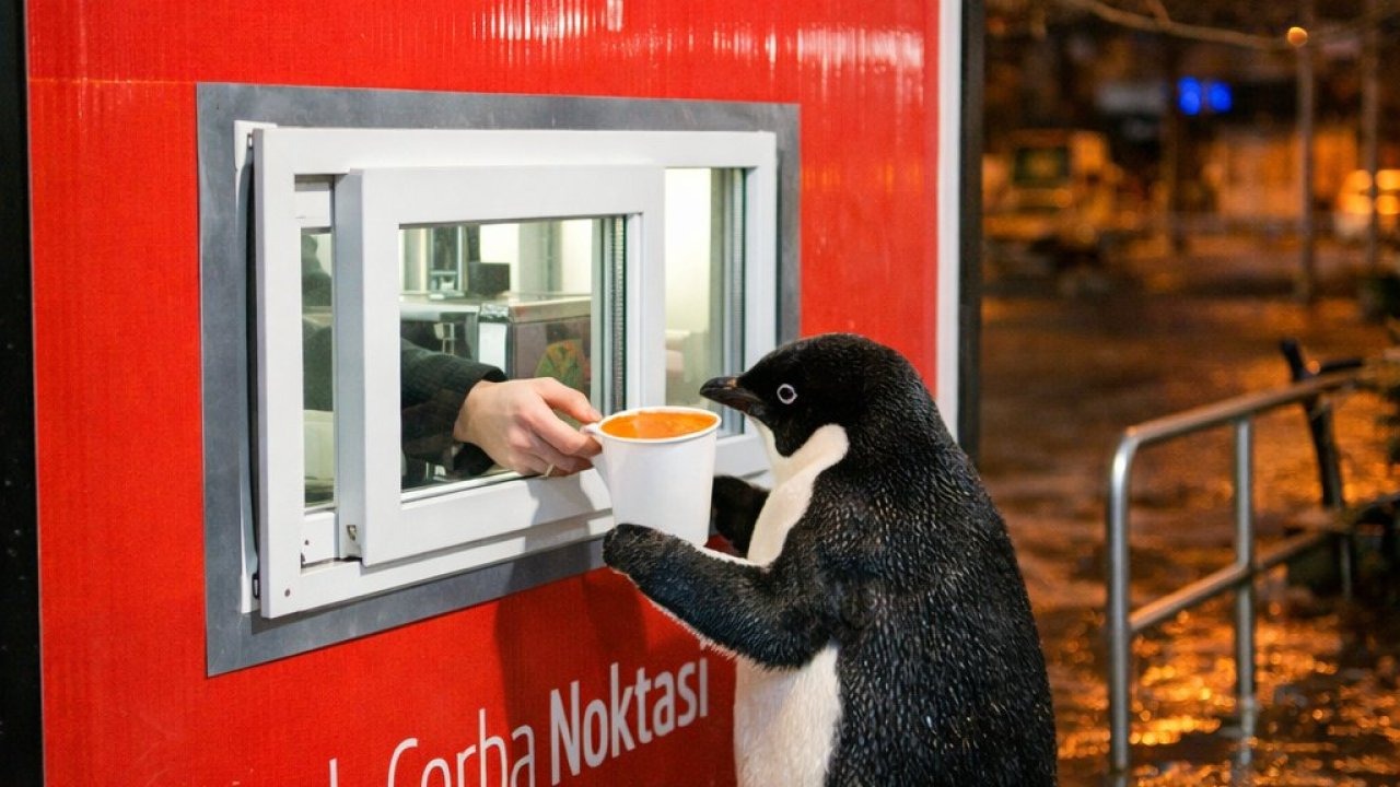 Bornova'da Bulunan Üşümüş Penguenin Akıbeti Açıklandı